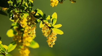 The Science Behind Berberine & Weight Loss