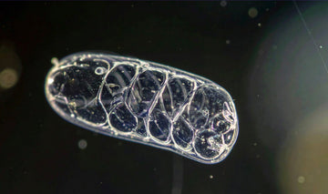 Understanding Mitochondria: Your Body's Energy Powerhouse