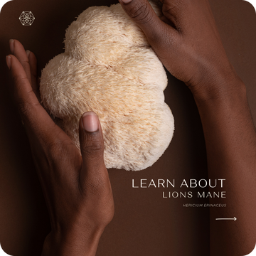 Lion's Mane - Certified Organic Mushroom Capsules 500mg x 60 - GMP & Australian Made