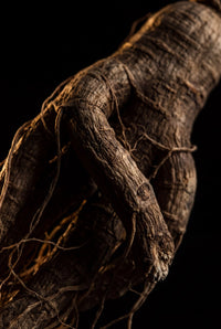Panax Ginseng