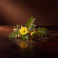 Tribulus